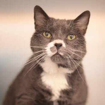 Porche -  Domestic Short Hair Cat for Adoption in Philadelphia, Pennsylvania - Porche | PetCurious
