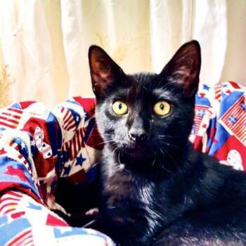 Zephyr -  Domestic Short Hair Cat for Adoption in Tampa, Florida - Zephyr | PetCurious