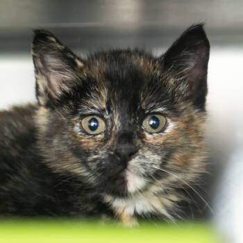 Rescue Domestic Short Hair Cats for Adoption in Middletown, Rhode Island - Cauldron | PetCurious