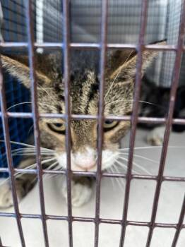 BUSH -  Domestic Short Hair Cat for Adoption in Doral, Florida - BUSH | PetCurious