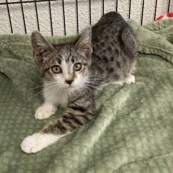 Rescue Domestic Short Hair Cats for Adoption in Hawthorne, California - Uma | PetCurious