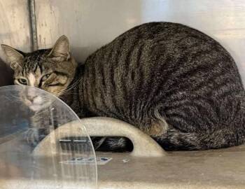 Rescue Domestic Short Hair Cats for Adoption in Lampasas, Texas - Toyota-Barn Cat | PetCurious