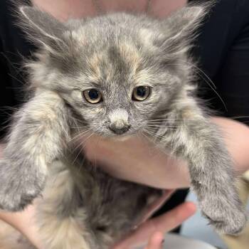 Rescue Domestic Short Hair Cats for Adoption in Buffalo, Wyoming - Poppy | PetCurious