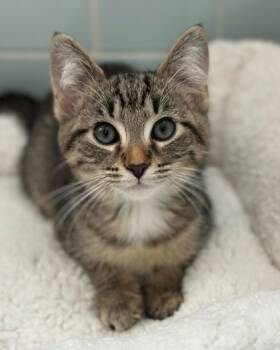 Rescue Domestic Short Hair Cats for Adoption in Louisville, Kentucky - Buckwheat | PetCurious