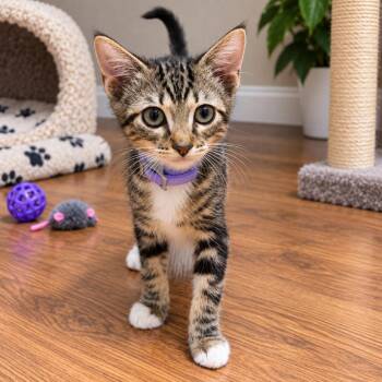 Sally -  Domestic Short Hair Cat for Adoption in Tustin, California - Sally | PetCurious