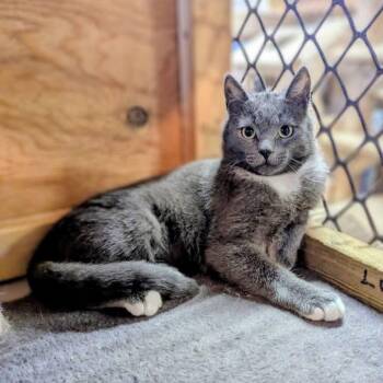 JAYCY -  Domestic Short Hair Cat for Adoption in Delhi, Ontario - JAYCY | PetCurious