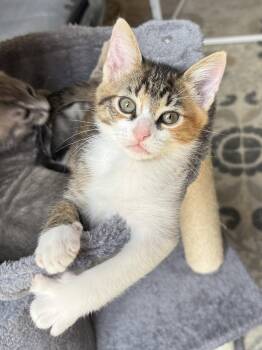 Millie -  Domestic Short Hair Cat for Adoption in The Woodlands, Texas - Millie | PetCurious