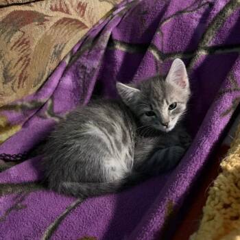 Pippin -  Domestic Short Hair Cat Available for Adoption in Columbia, Missouri - Pippin | PetCurious