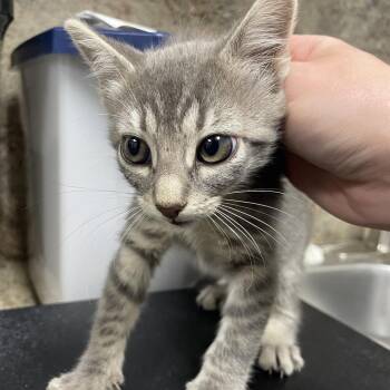 Domestic Short Hair Cats Available for Adoption in Dickinson, Texas - Lemur | PetCurious