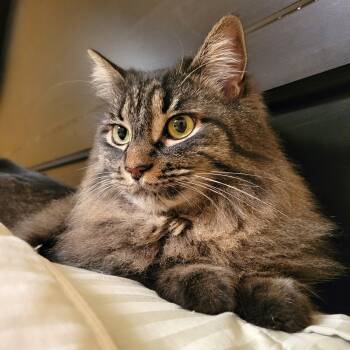Domestic Medium Hair Cats Available for Adoption - Thea | PetCurious