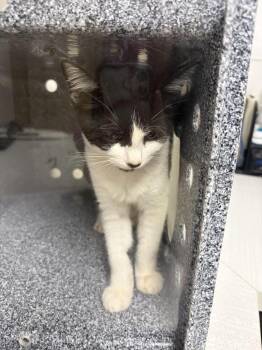 Miss pretty -  Domestic Short Hair Cat for Adoption in Greenfield, Indiana - Miss Pretty | PetCurious