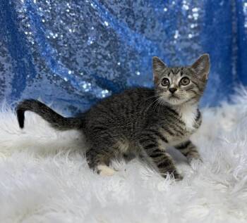 Landry -  Domestic Short Hair Cat for Adoption in Clarkesville, Georgia - Landry | PetCurious
