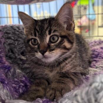 Tow Mater -  Domestic Short Hair Cat for Adoption - Tow Mater | PetCurious