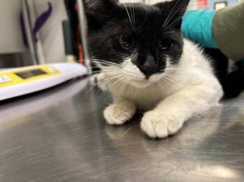 Venus -  Domestic Short Hair Cat for Adoption in Bellevue, Washington - Venus | PetCurious