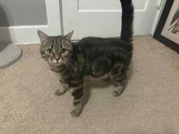 Rescue Domestic Short Hair Cats for Adoption in West Mifflin, Pennsylvania - Logan | PetCurious