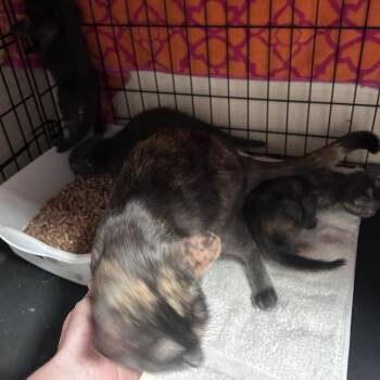 Bach (C000-196) - Chino Hills Location -  Domestic Short Hair Cat for Adoption in Chino Hills, California - Bach (C000-196) - Chino Hills Location | PetCurious