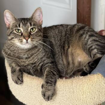 Jewel -  Domestic Short Hair Cat for Adoption in Goshen, Indiana - Jewel | PetCurious