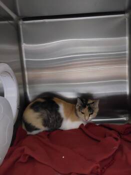 2026-07-008 -  Domestic Short Hair Cat for Adoption in Winder, Georgia - 2026-07-008 | PetCurious