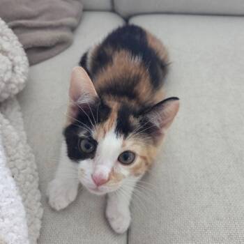 Lucy -  Domestic Short Hair Cat for Adoption in Reisterstown, Maryland - Lucy | PetCurious