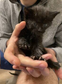 Rescue Domestic Short Hair Cats for Adoption in Poplar Grove, Illinois - Pibb | PetCurious