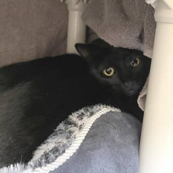 Dabi -  Domestic Short Hair Cat for Adoption in York, Pennsylvania - Dabi | PetCurious