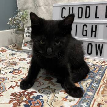Bean -  American Shorthair Cat for Adoption in Fort Wayne, Indiana - Bean | PetCurious