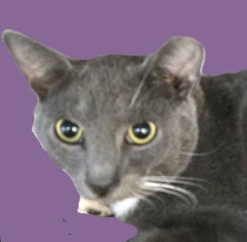 Rescue Domestic Short Hair Cats for Adoption in Savannah, Georgia - Grey | PetCurious