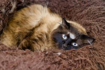 Tomas -  Domestic Medium Hair and Domestic Short Hair Cat for Adoption in Longmont, Colorado - Tomas | PetCurious