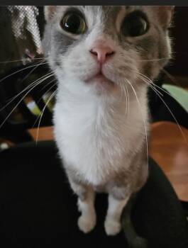 Betsy Ross -  Domestic Short Hair Cat for Adoption in Oberlin, Ohio - Betsy Ross | PetCurious