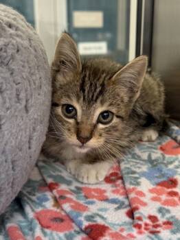 Rescue Domestic Short Hair Cats for Adoption in Grapevine, Texas - Russell | PetCurious