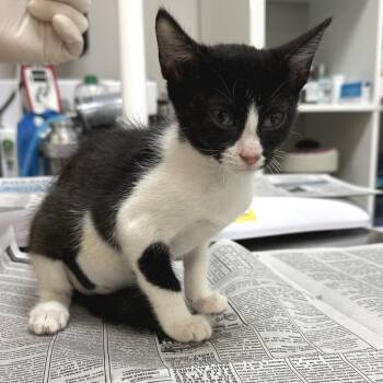 Almond -  Domestic Short Hair Cat for Adoption in Houston, Texas - Almond | PetCurious
