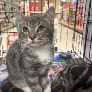 Sharky -  Domestic Short Hair Cat for Adoption in Waynesboro, Pennsylvania - Sharky | PetCurious
