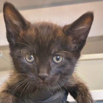 Chilly Millie -  Domestic Short Hair Cat for Adoption in Goleta, California - Chilly Millie | PetCurious
