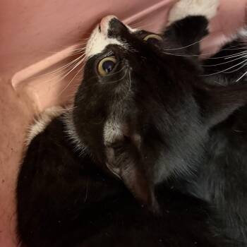 1001-C26 -  Domestic Short Hair Cat for Adoption in Port Charlotte, Florida - 1001-C26 | PetCurious