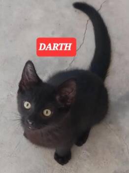 DARTH ANR VADER -  American Shorthair Cat Available for Adoption in Elgin, South Carolina - DARTH ANR VADER | PetCurious
