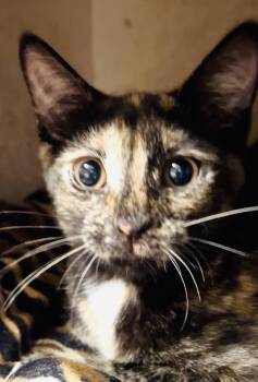 Pinto -  Domestic Short Hair Cat for Adoption in New York, New York - Pinto | PetCurious
