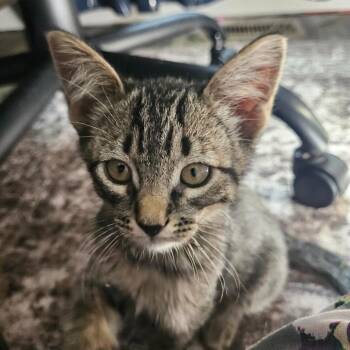 Andy Dwyer -  Domestic Short Hair Cat for Adoption in Eagle Mountain, Utah - Andy Dwyer | PetCurious