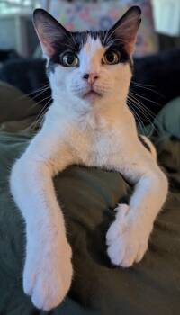 Mew-Mew -  Domestic Short Hair Cat for Adoption in Ruskin, Florida - Mew-Mew | PetCurious