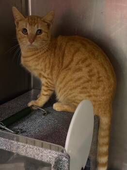 Domestic Short Hair Cats Available for Adoption - Pikachu | PetCurious