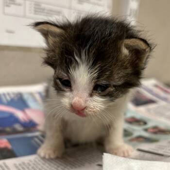 Domestic Short Hair Cats Available for Adoption in Yuma, Arizona - Lady Gaga | PetCurious