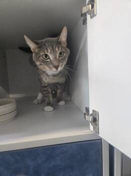 Rescue Domestic Short Hair Cats for Adoption in Dearborn, Michigan - Dj Khaled | PetCurious