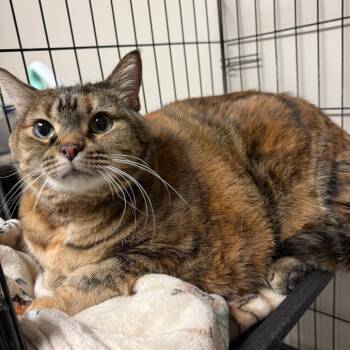 Domestic Short Hair Cats Available for Adoption in Bloomington, Illinois - Ariel Lump | PetCurious