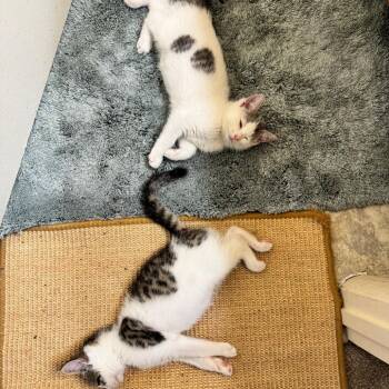 Elsa -  Domestic Short Hair Cat for Adoption in York, Pennsylvania - Elsa | PetCurious