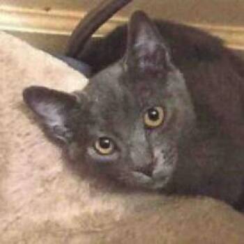 Duchess -  Domestic Short Hair Cat for Adoption in Lakewood, Colorado - Duchess | PetCurious