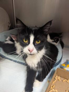 Fluffy -  Domestic Medium Hair Cat for Adoption in Cincinnati, Ohio - Fluffy | PetCurious