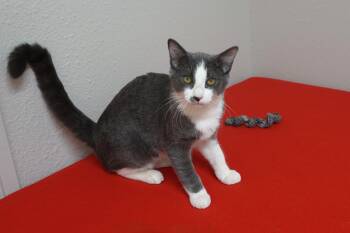 Tom II -  Domestic Short Hair Cat for Adoption in Fountain Hills, Arizona - Tom II | PetCurious