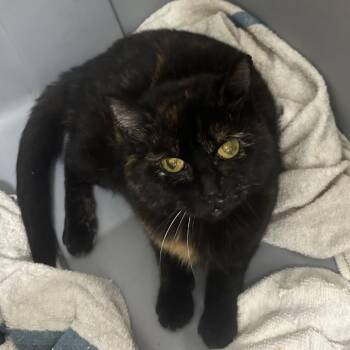 Rescue Domestic Short Hair Cats for Adoption in Greenfield, Indiana - Sally Wobbles | PetCurious