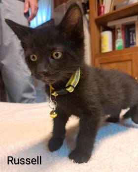 Russell Ferguson -  Domestic Short Hair Cat Available for Adoption in Parkville, Maryland - Russell Ferguson | PetCurious