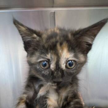 Turtle -  Domestic Short Hair Cat for Adoption in Jeffersonville, Indiana - Turtle | PetCurious