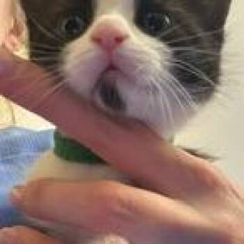 Aventurine -  Domestic Short Hair Cat for Adoption in Burlington, Ontario - Aventurine | PetCurious
